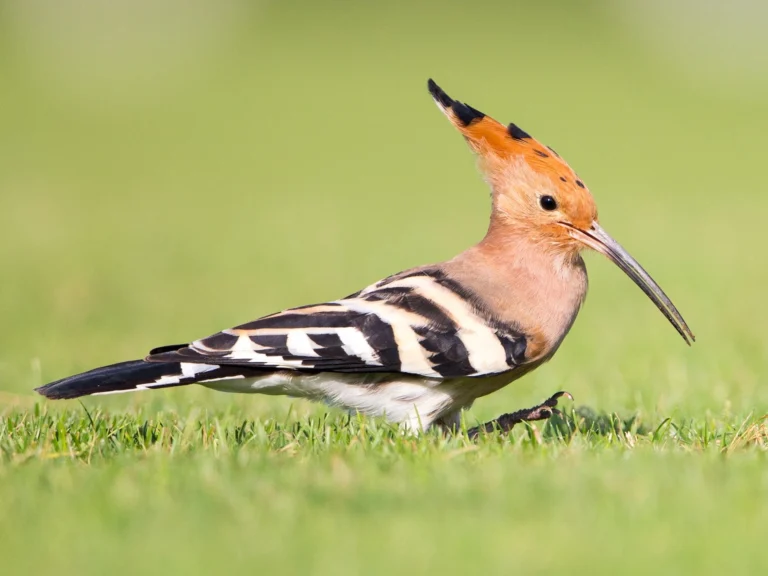 12 Beautiful Birds With Mohawks 