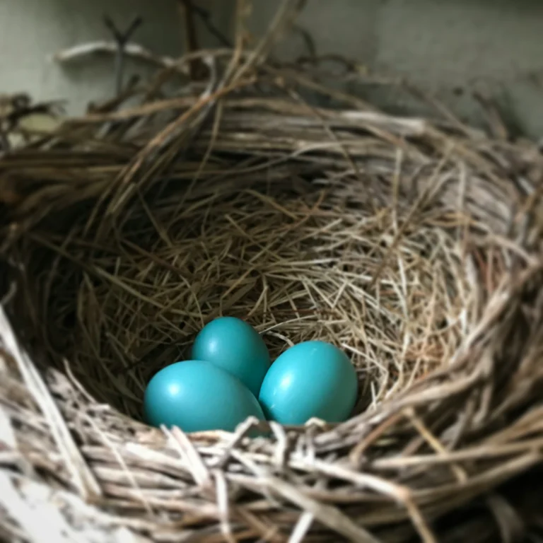 15 Birds That Lay Blue Eggs: Facts and Species
