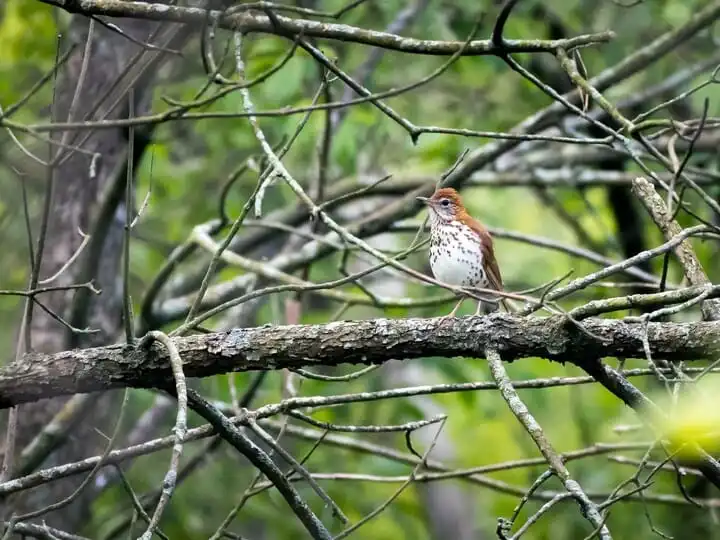 Birds That Look Like a Brown Thrasher