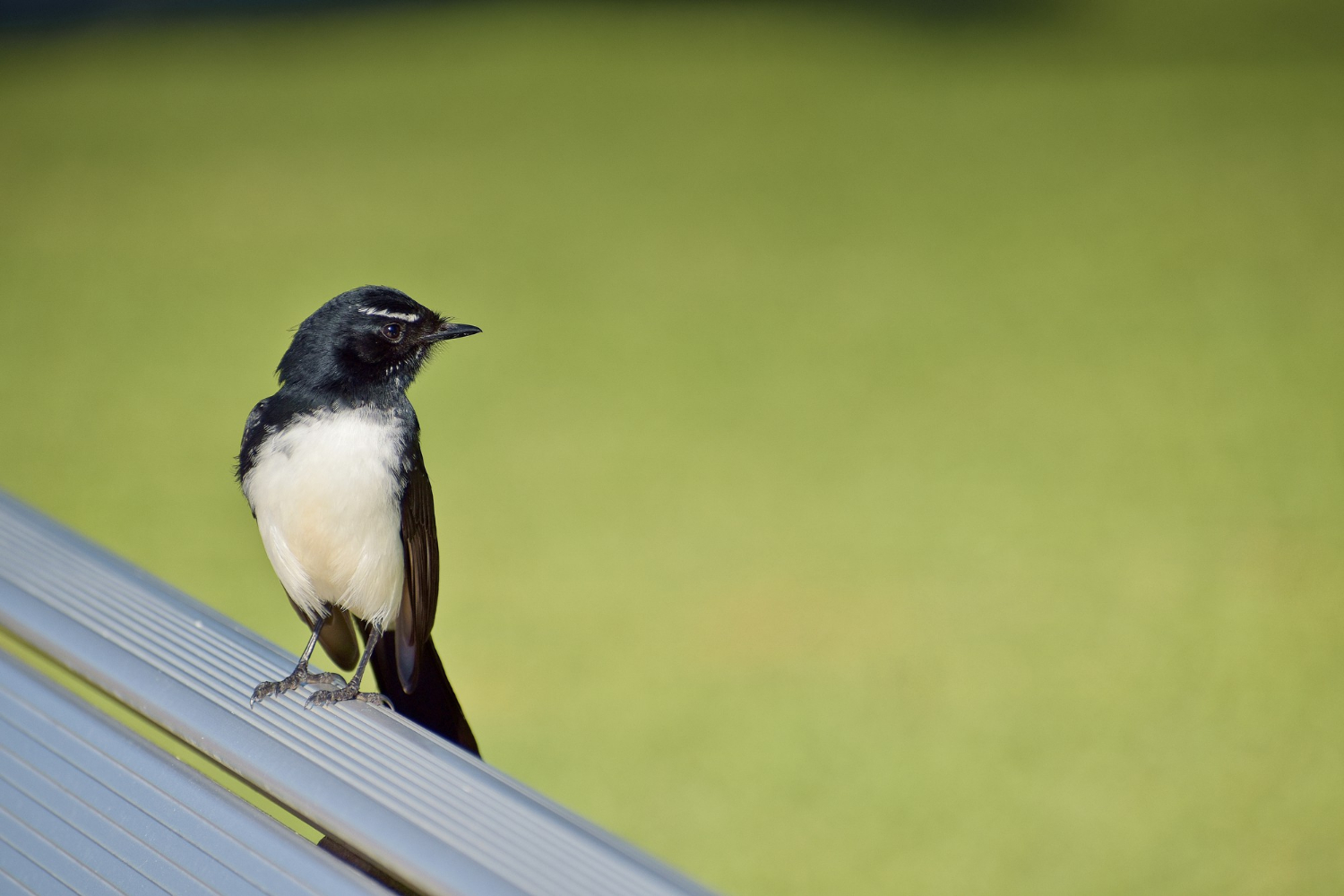 Blackbirds With a white Belly