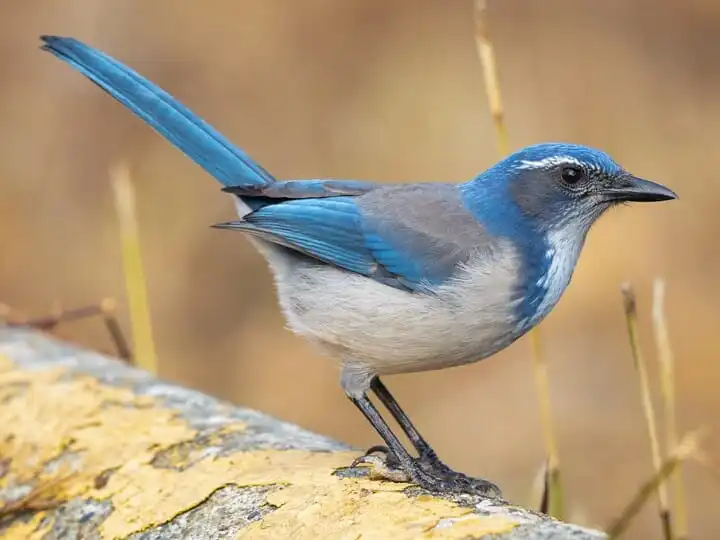 Blue Birds in California