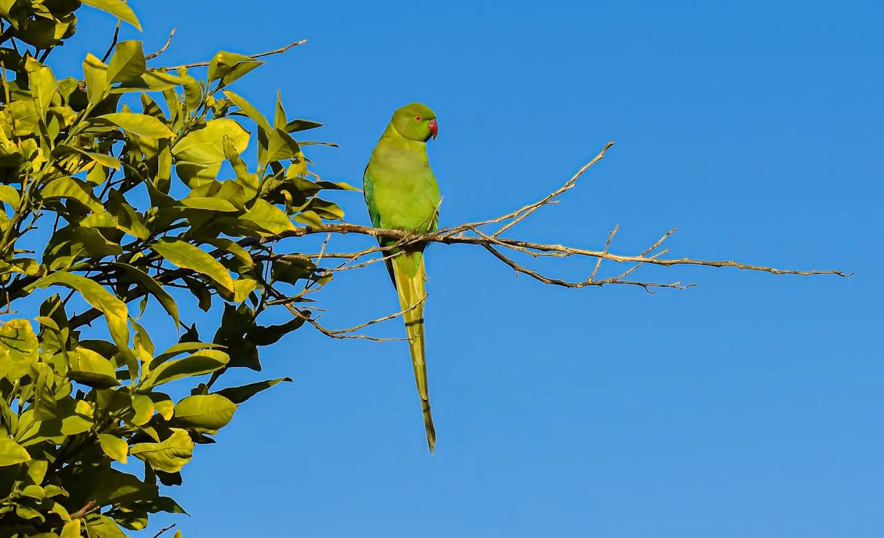 Green Birds in Florida