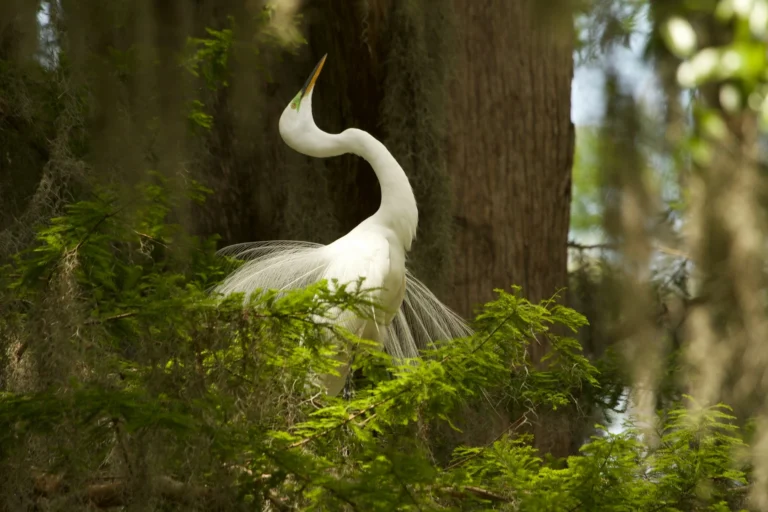 12 White Birds in Florida With Facts and Pictures 