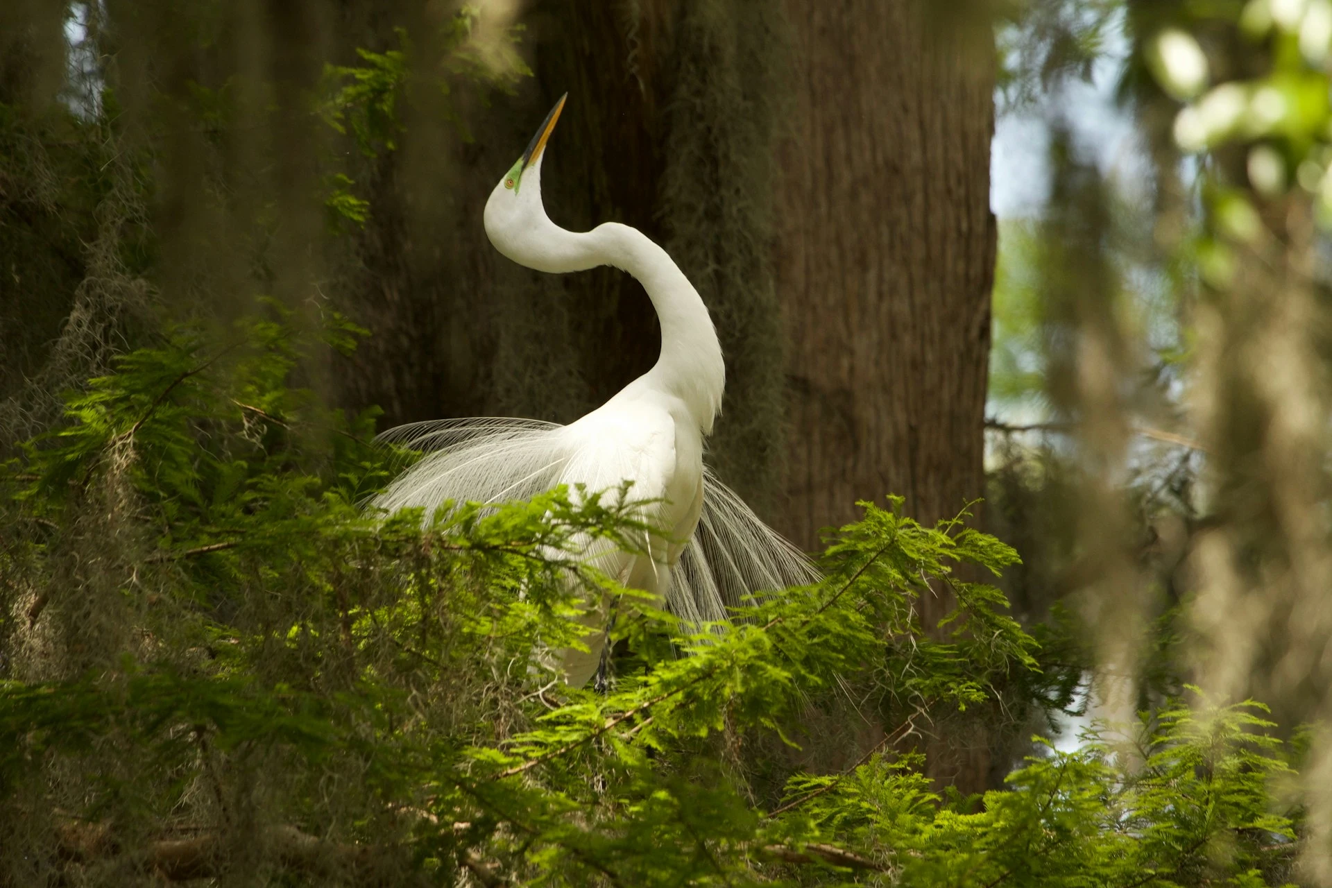 White Birds in Florida