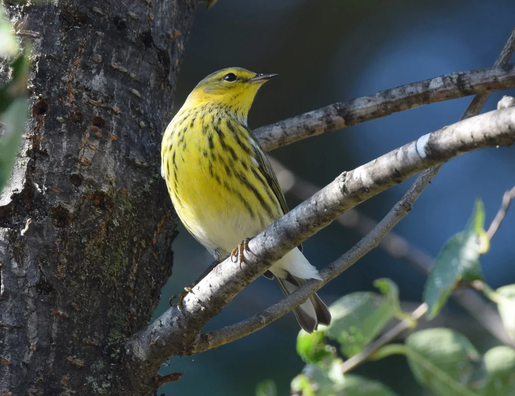 Cape May Warbler