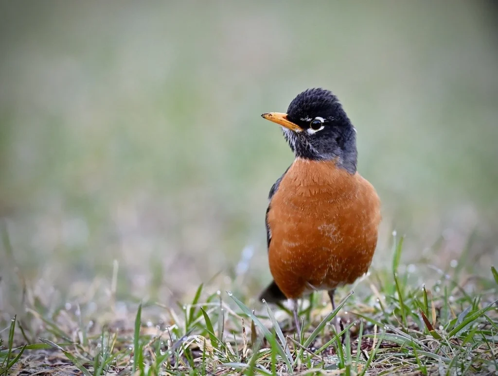 American Robin