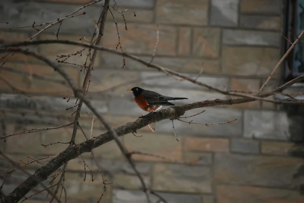 American Robin
