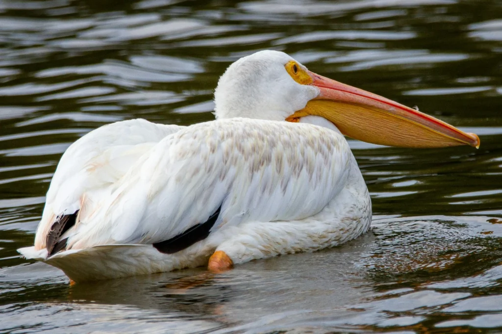 American White Pelican