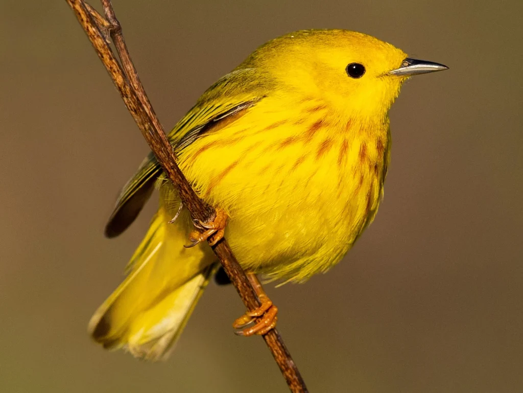 American Yellow Warbler