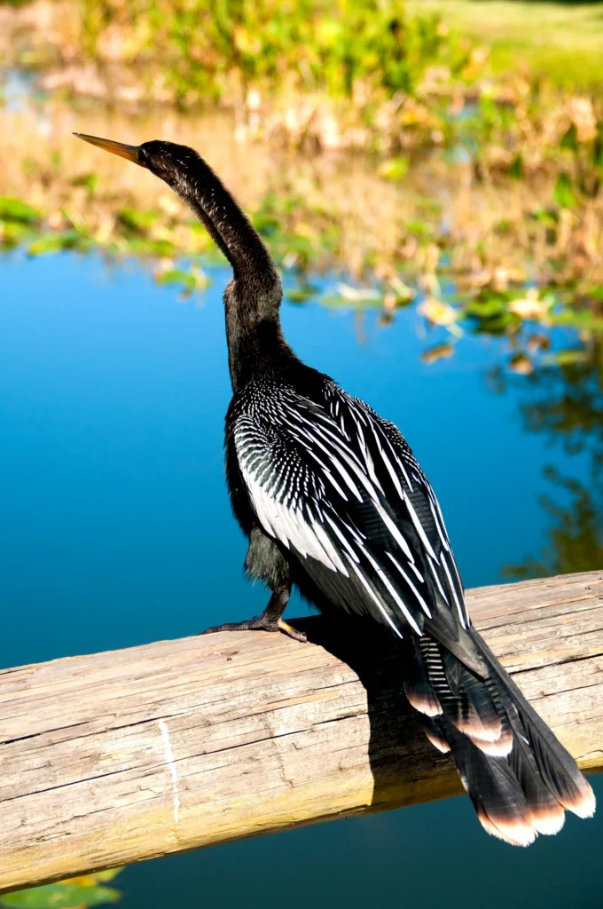 Anhingas