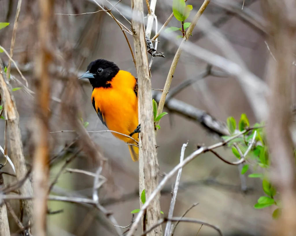 Baltimore Oriole