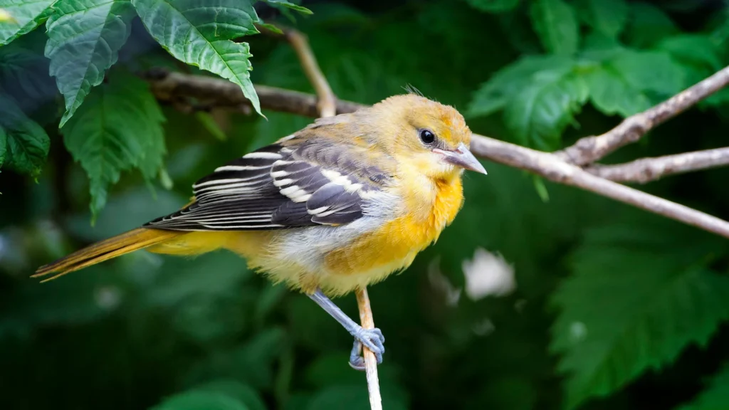 Baltimore Oriole (Female)