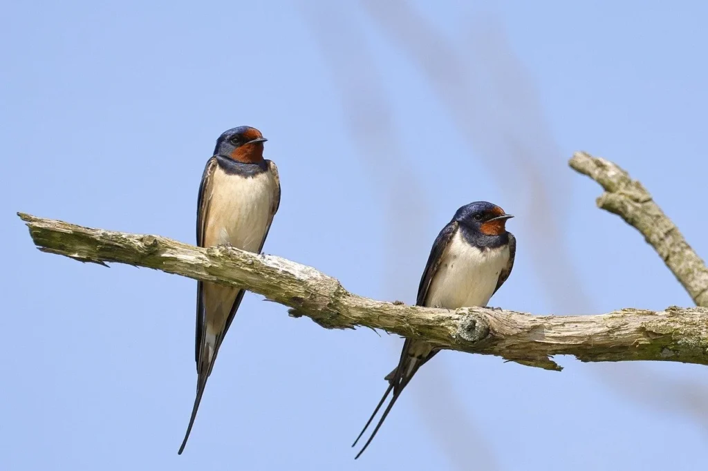 Barn Swallow