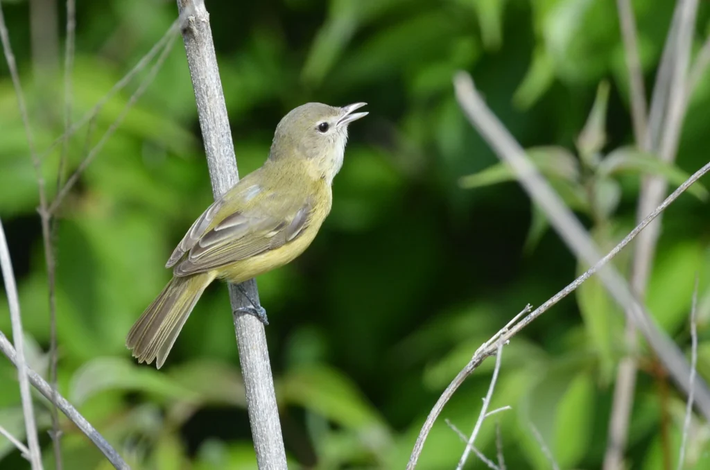 Bell’s Vireo