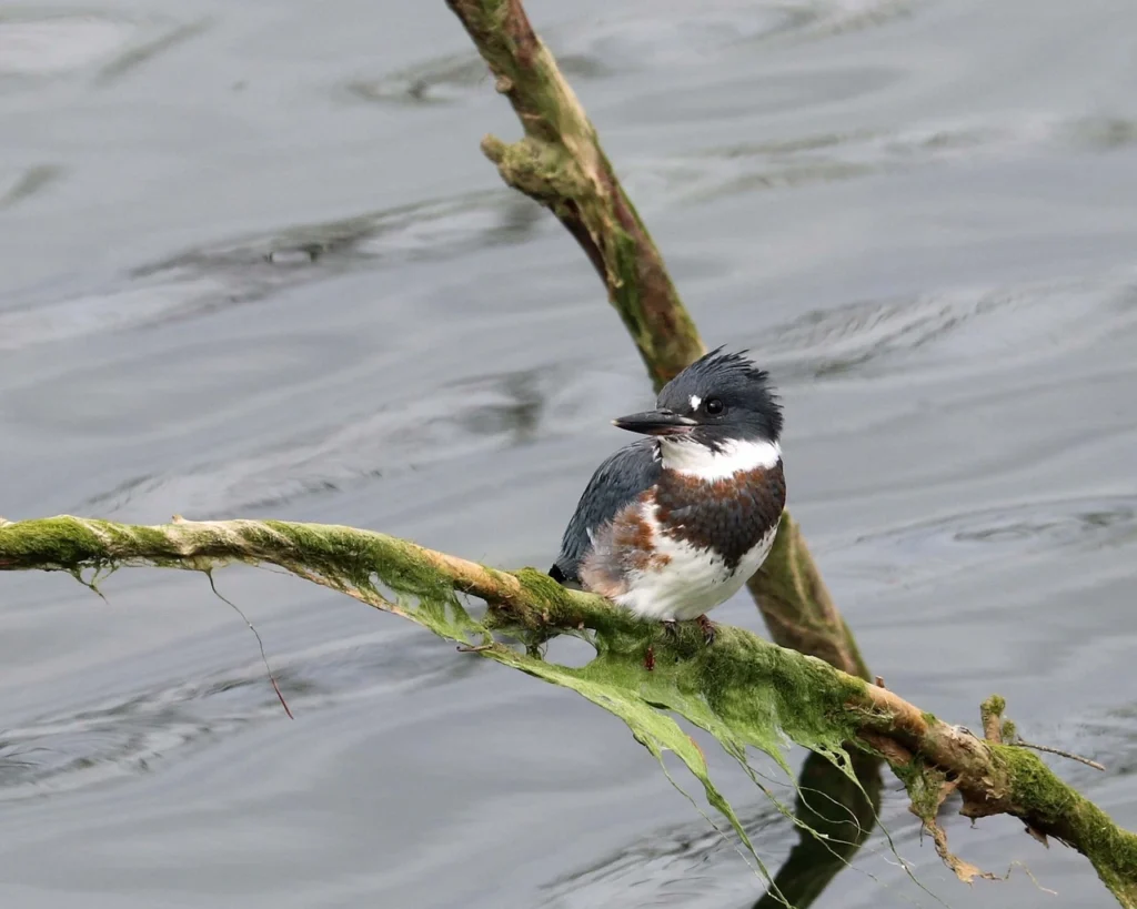 Belted Kingfisher