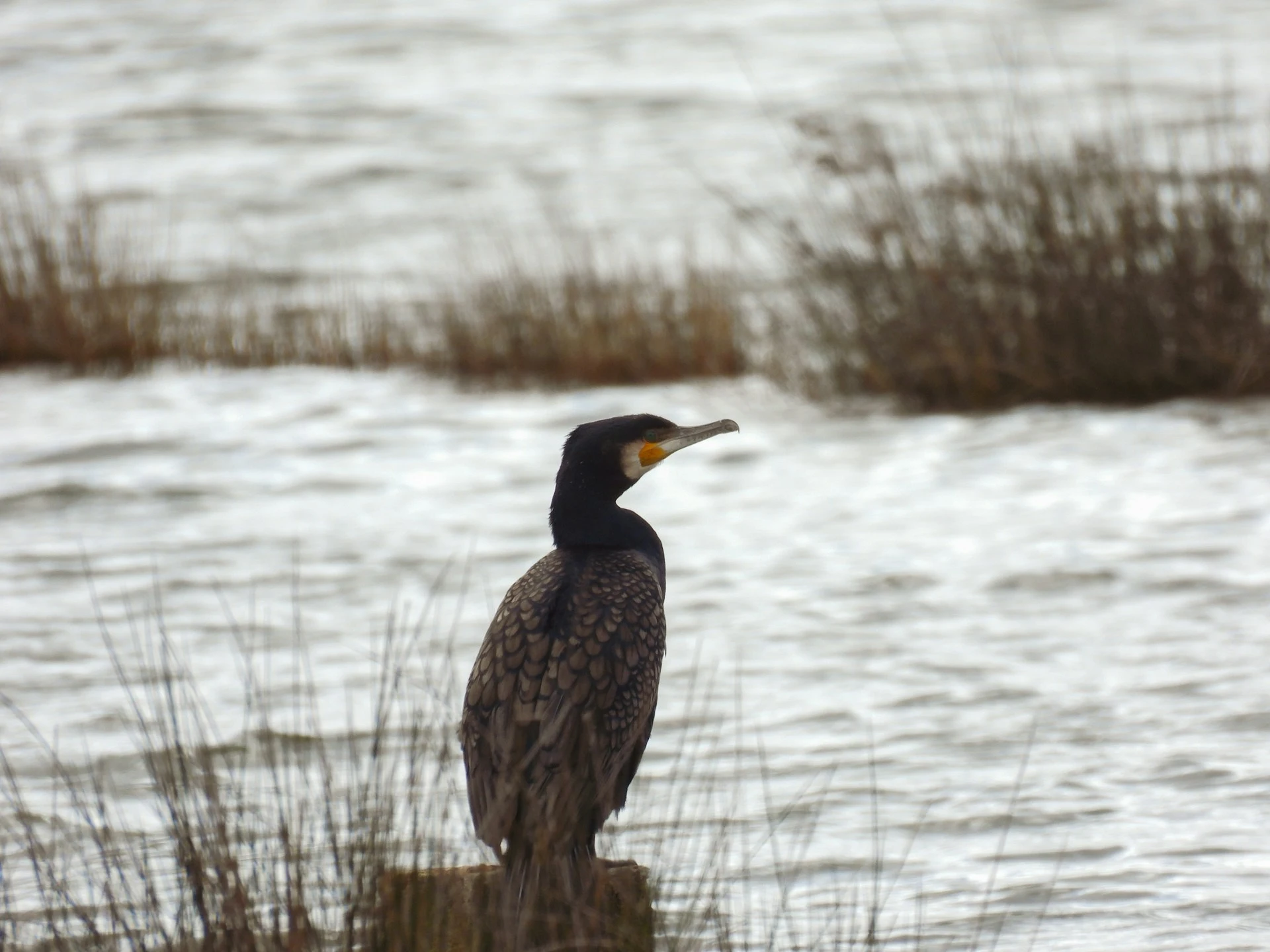 Birds Similar to Cormorants