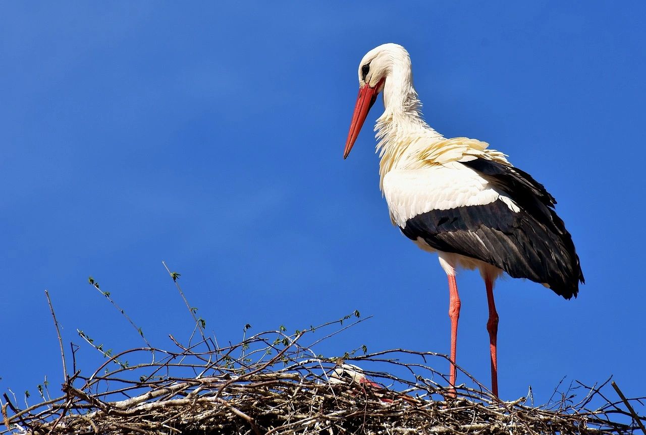 Birds With Long Legs