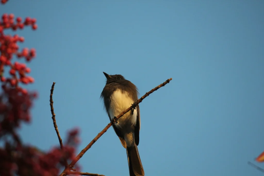  Black Phoebe (Sayornis nigricans)