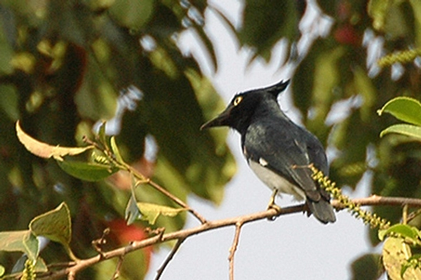 Black-and-White Flycatcher (Ficedula hypoleuca)