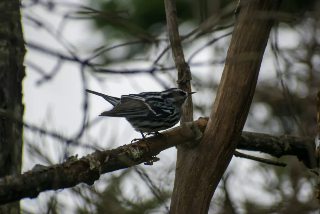 Black-and-White Warbler (Mniotilta varia)