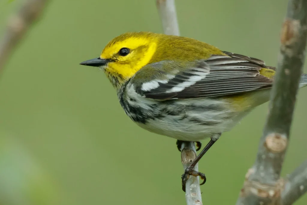 Black-throated Green Warbler