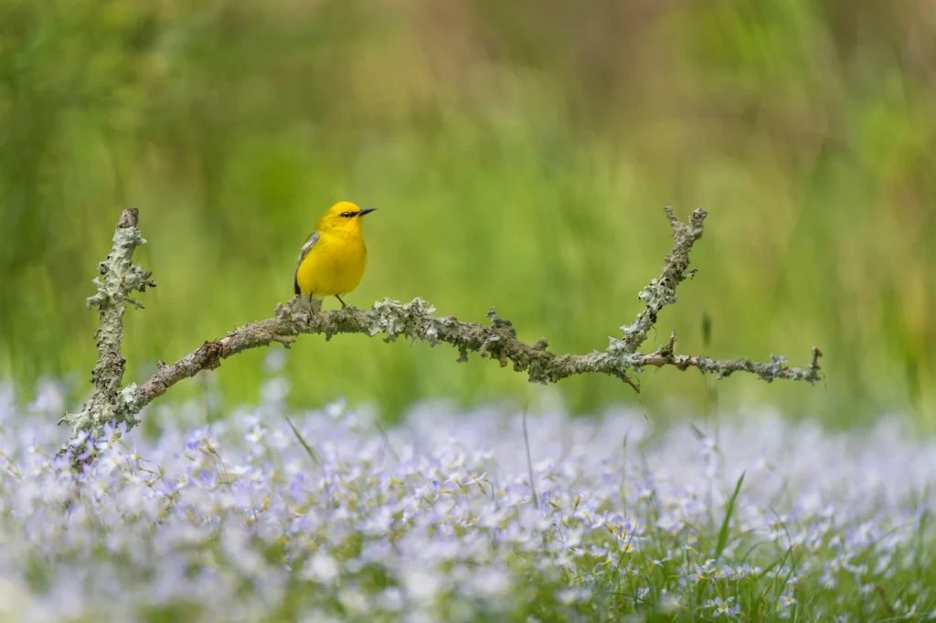 Blue-Winged Warbler