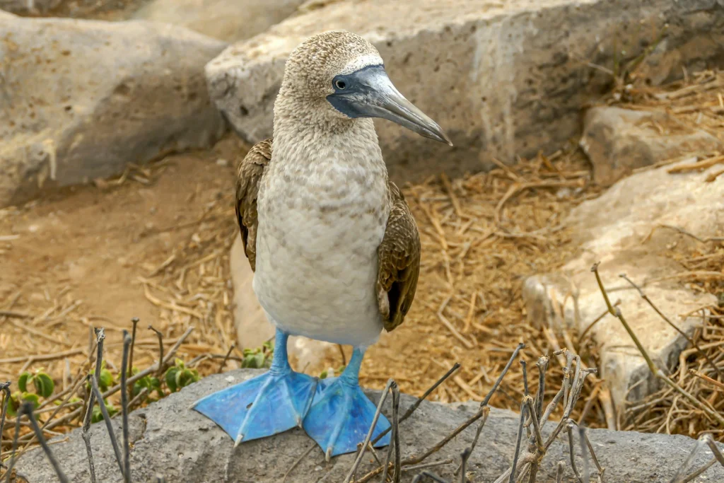 Blue-footed Booby