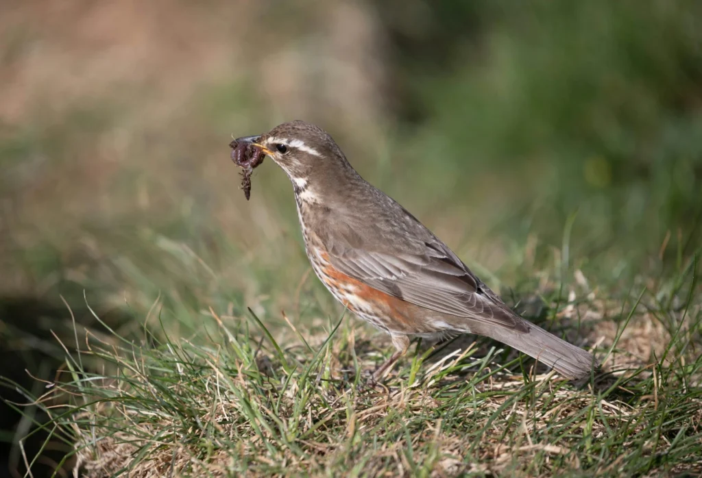 Brown Thrush(Toxostoma rufum)