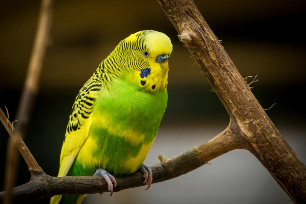 Budgerigar (Escapee Populations)