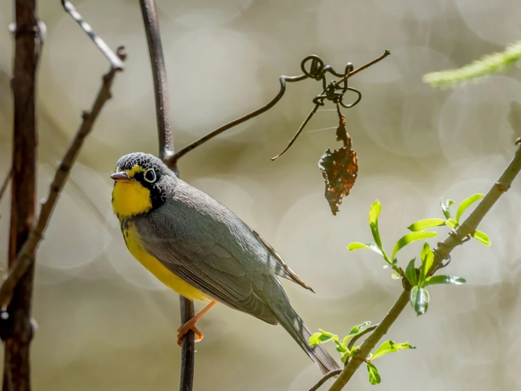 Canada Warbler 