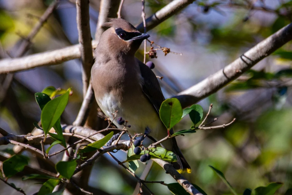 Cedar Waxwing