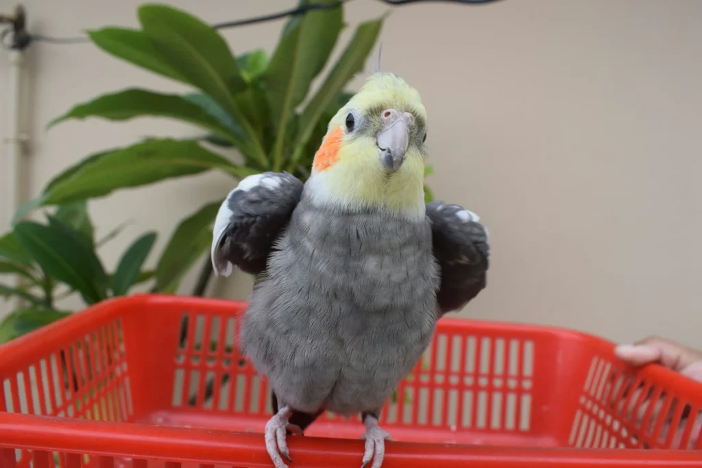 Cockatiel (Nymphicus hollandicus)