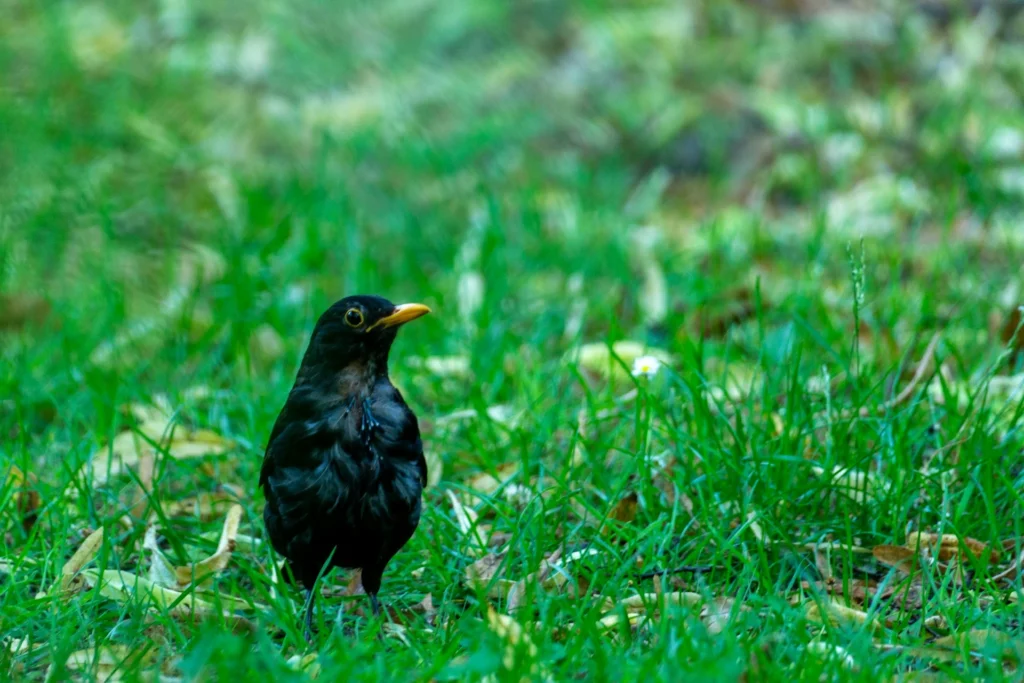  Common Blackbird (Turdus merula)