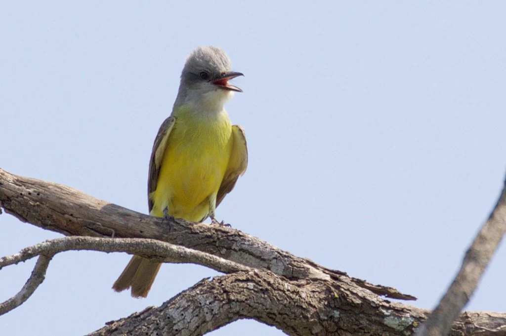 Couch’s Kingbird