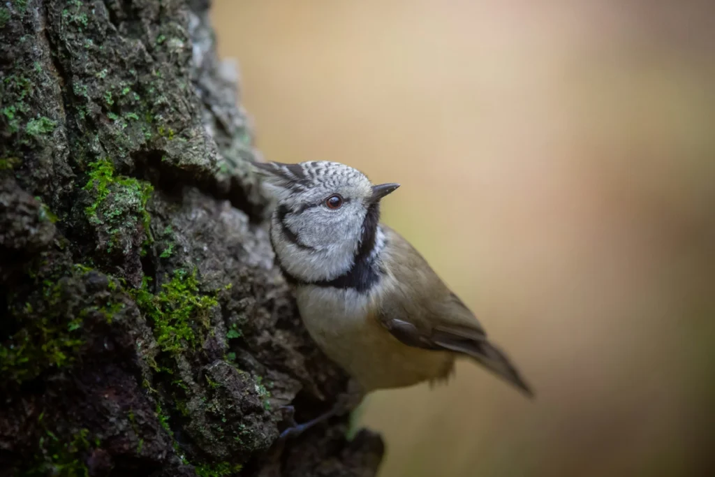 Crested tit