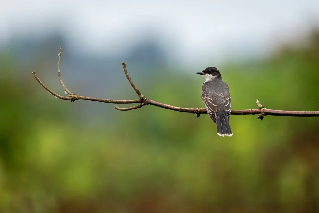 Eastern Kingbird (Tyrannus tyrannus)