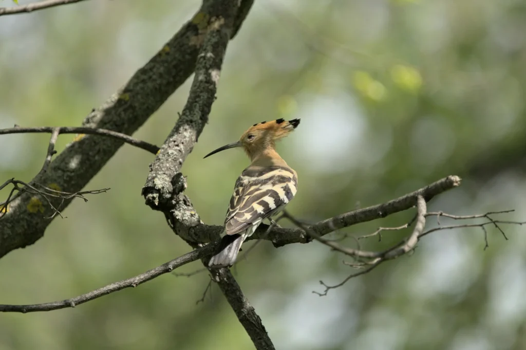 Eurasian hoopoe