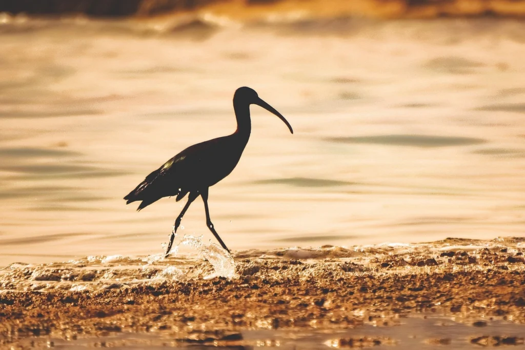 Glossy Ibis (Plegadis falcinellus)