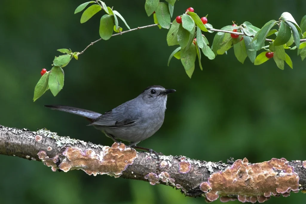 Gray Catbird(Dumetella carolinensis)