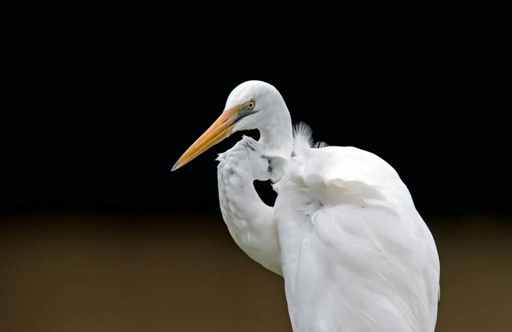 Great Egret