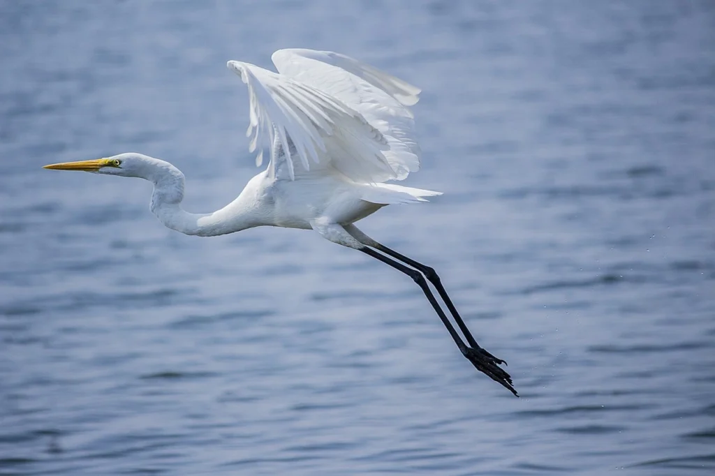 Great Egret (Ardea alba)