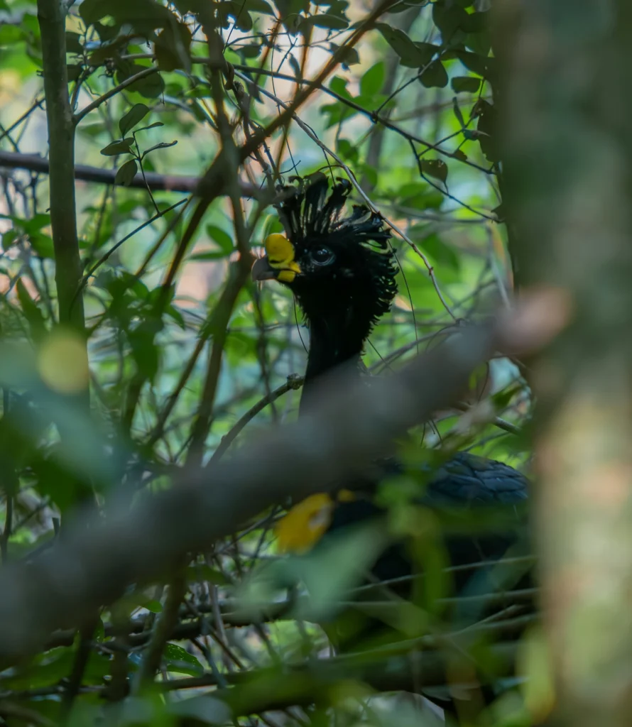 Great curassow