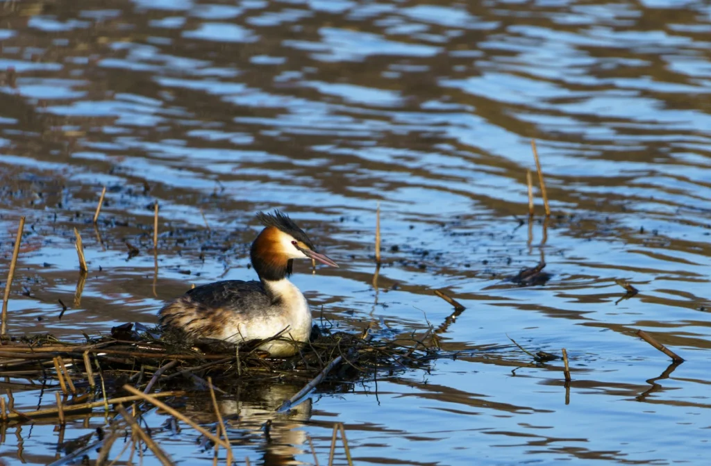 Grebes