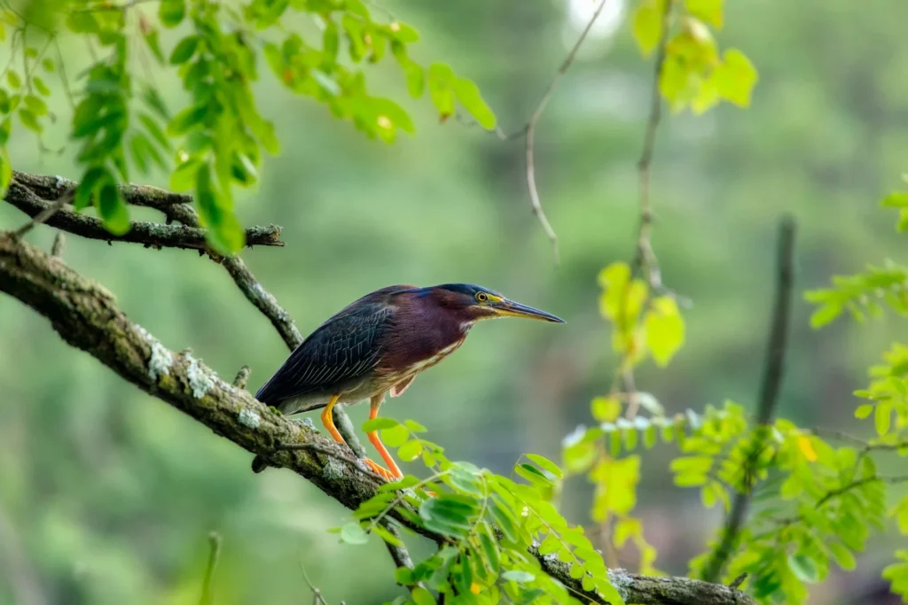 Green Heron (Butorides virescens)