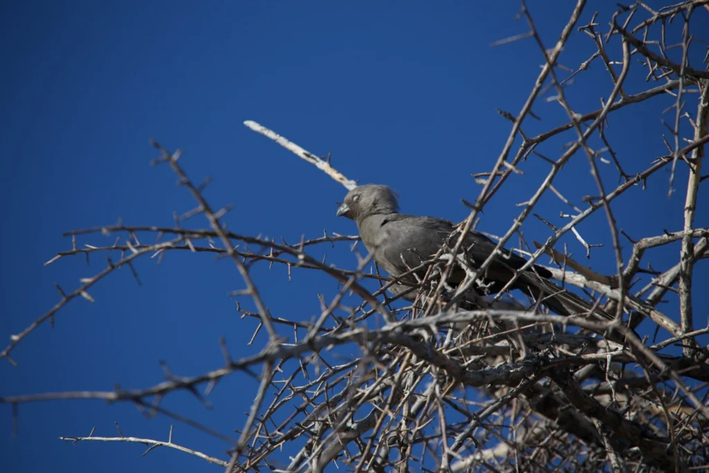 Grey Go-Away-Bird