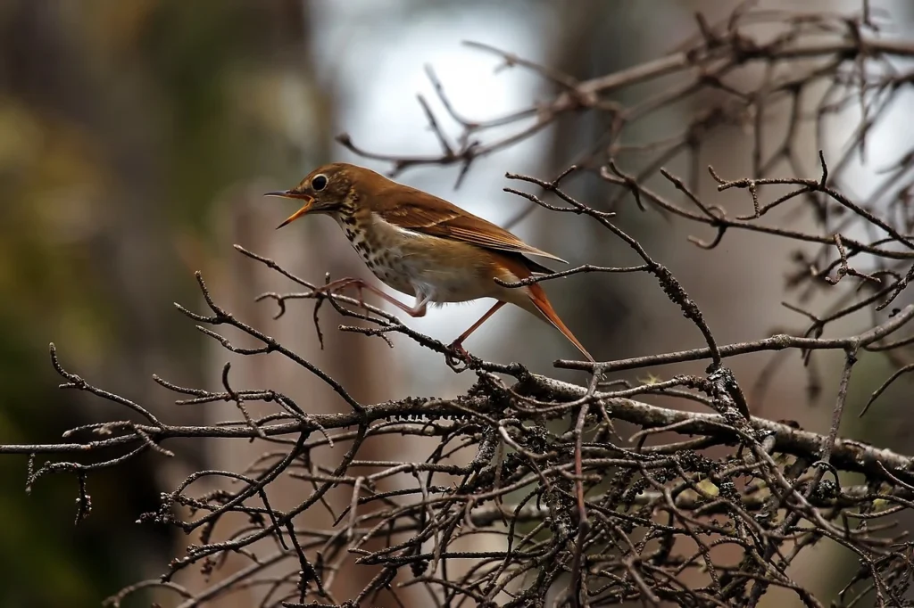 Hermit Thrush (Catharus guttatus)