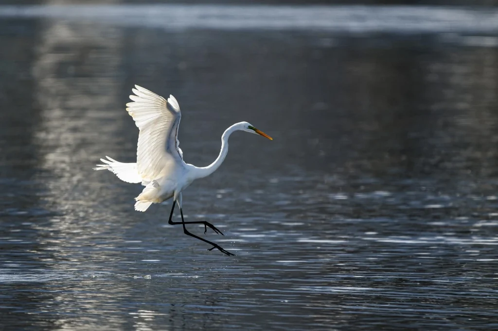 Herons