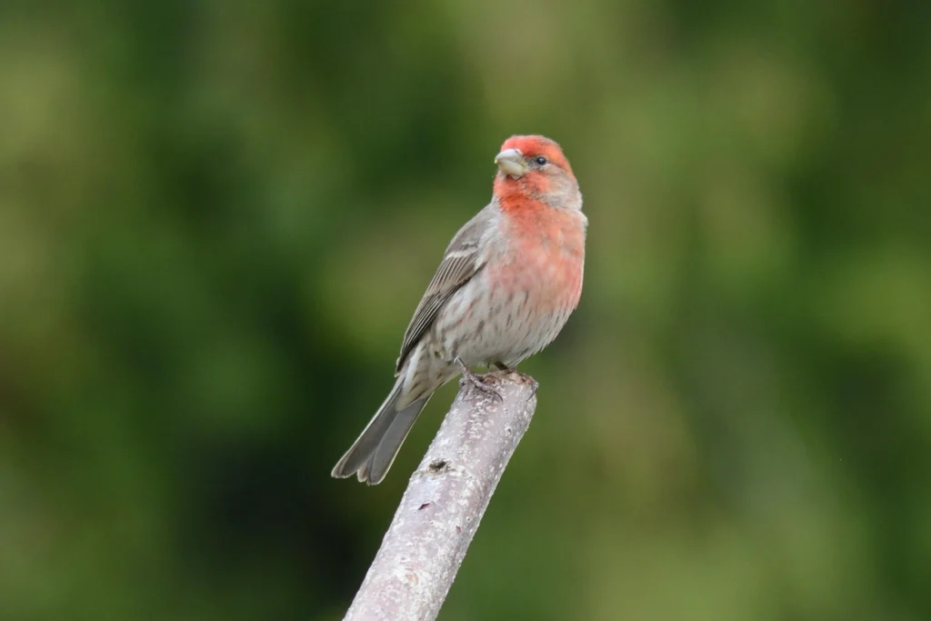 House Finch