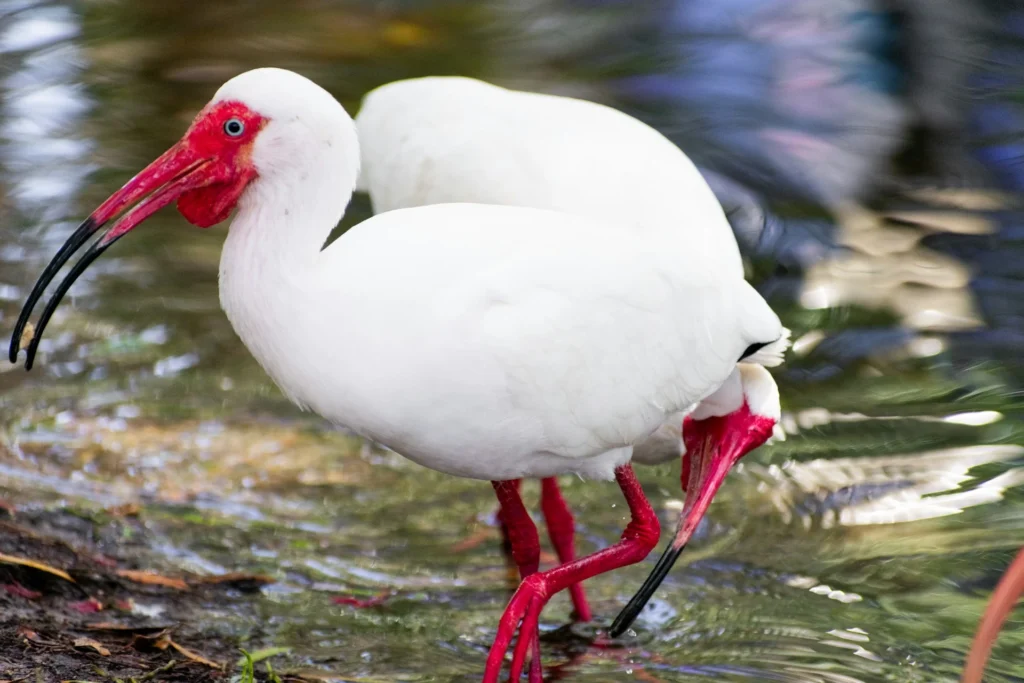 Ibis