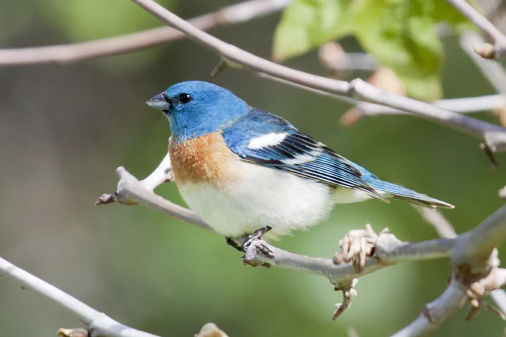 Lazuli Bunting